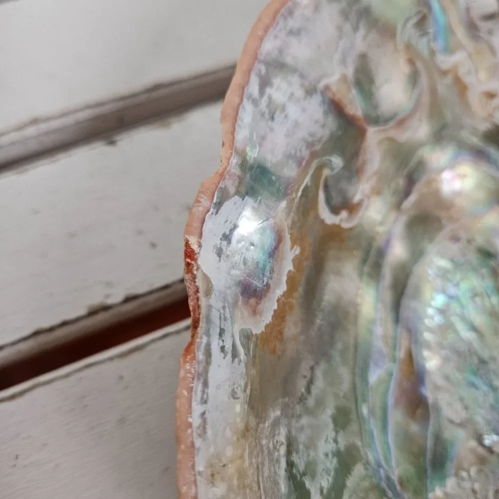 Abalone Shell - Picture 5 of 7